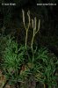 Issler's Clubmoss