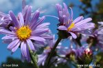 Italian Aster