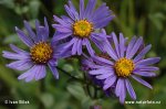 Italian Aster