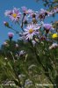 Italian Aster