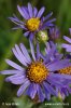 Italian Aster