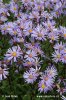 Italian Aster