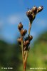 Juncus squarrosus