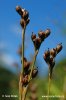 Juncus squarrosus