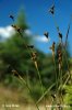 Juncus squarrosus