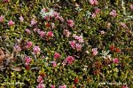 Kalmia procumbens