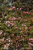 Kalmia procumbens