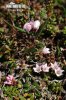 Kalmia procumbens