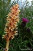 Knapweed Broomrape