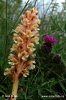 Knapweed Broomrape