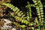 Ladder Spleenwort