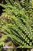 Ladder Spleenwort