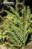 Ladder Spleenwort