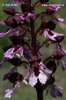 Lady Orchid