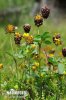 Large Brown Clover