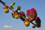 Larix decidua