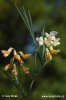 Lathyrus lacteus