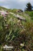 Lathyrus linifolius