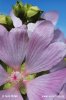 Lavatera thuringiaca