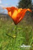 Lilium bulbiferum