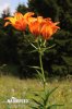 Lilium bulbiferum