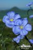 Linum austriacum