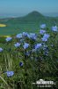 Linum austriacum