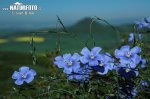 Linum austriacum