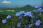 Linum austriacum