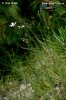 Linum Tenuifolium