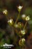 Long-stemmed Fairy Candelabra