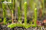 Lycopode inondé - Lycopode des marais - Lycopode des tourbières