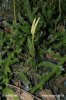 Lycopodium clavatum