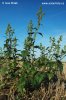 Maple-leaved Goosefoot