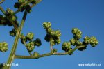 Maple-leaved Goosefoot