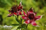 Marsh Cinquefoil