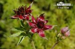 Marsh Cinquefoil