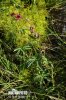 Marsh Cinquefoil