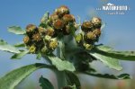 Marsh Cudweed