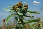 Marsh Cudweed