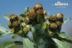 Marsh Cudweed