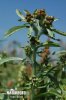 Marsh Cudweed