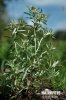 Marsh Cudweed