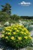 Marsh Spurge