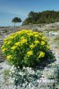 Marsh Spurge