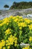 Marsh Spurge