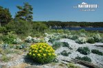 Marsh Spurge