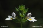 Meadow Eyebright