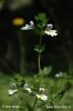 Meadow Eyebright