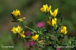 Medicago falcata